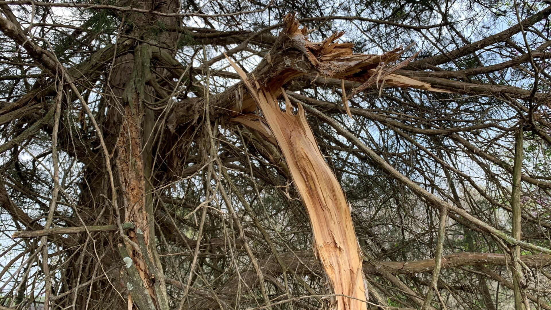 Damaged Tree